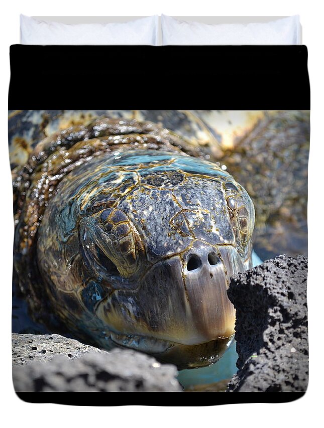 Turtle Duvet Cover featuring the photograph Peek-a-boo Turtle by Amanda Eberly