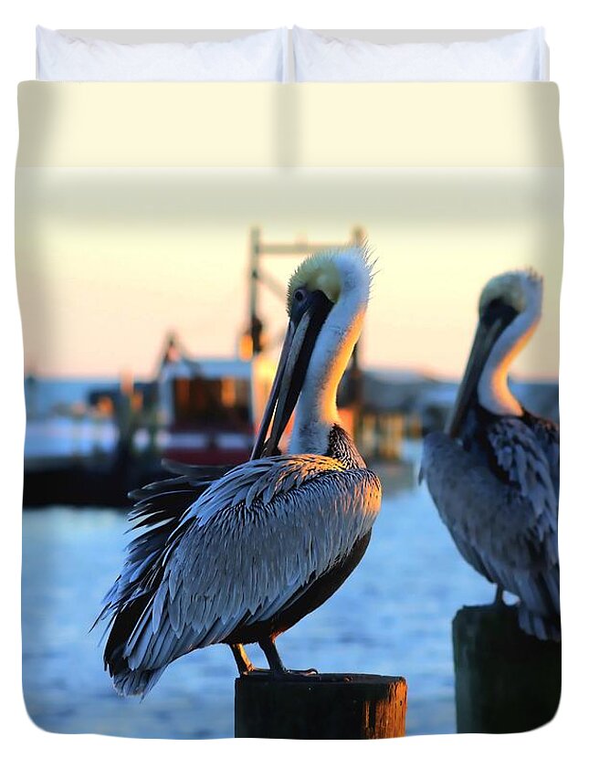 Pelican Duvet Cover featuring the photograph Pelicans by Debra Forand