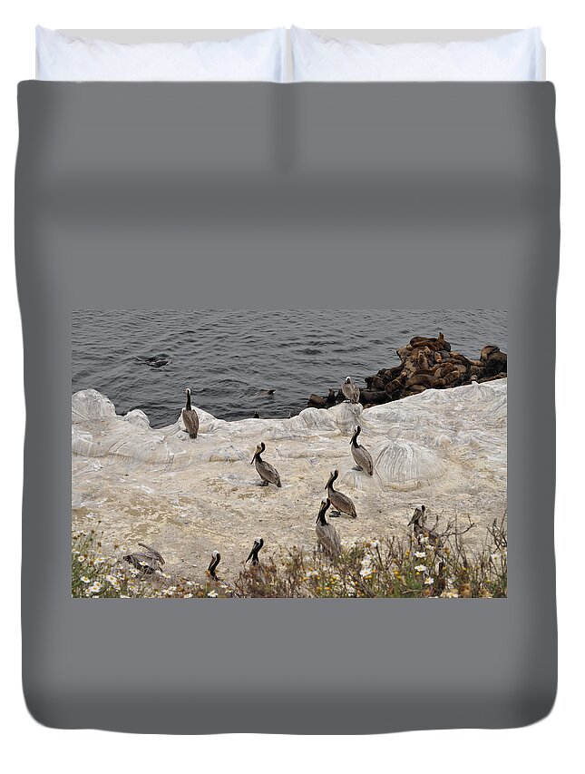 Pelicans Duvet Cover featuring the photograph Pelicans Seals n Daisies by Bridgette Gomes