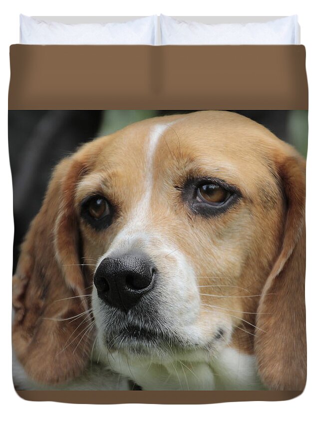 Beagle Duvet Cover featuring the photograph The Beagle named Penny by Valerie Collins