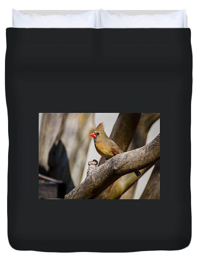 Cardinal Duvet Cover featuring the photograph Perched by David Downs