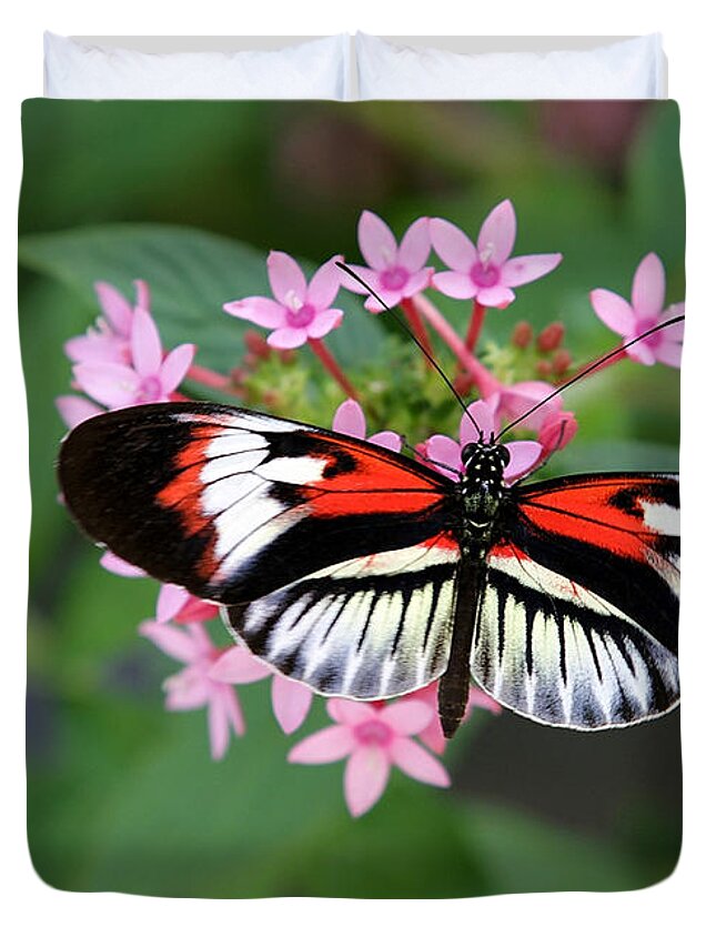 Macro Duvet Cover featuring the photograph Piano Key Butterfly on Pink Penta by Sabrina L Ryan