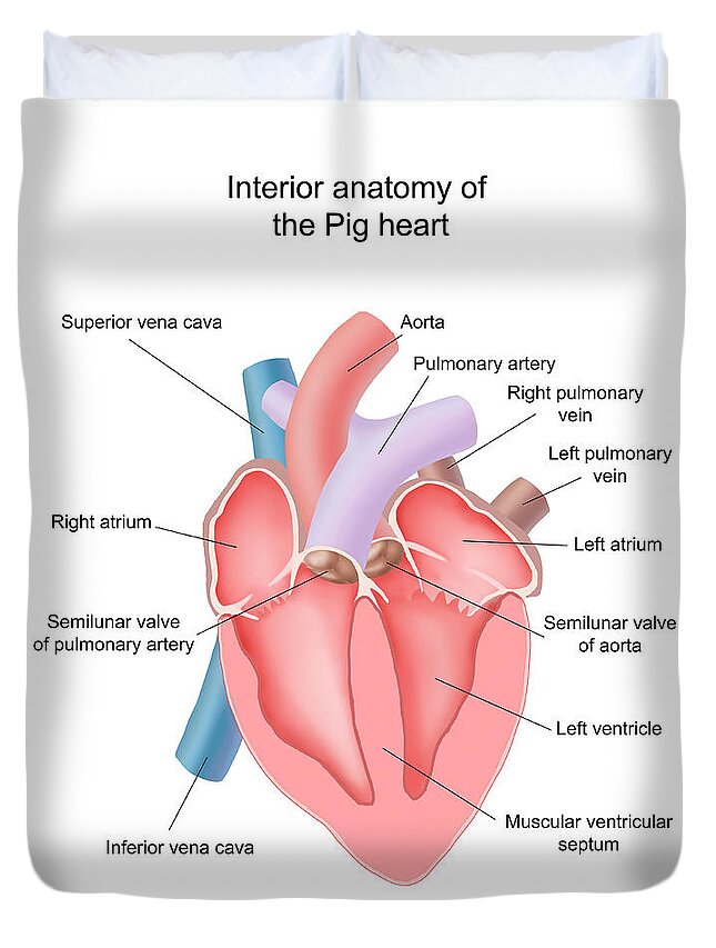 Pig Heart Interior Anatomy Duvet Cover