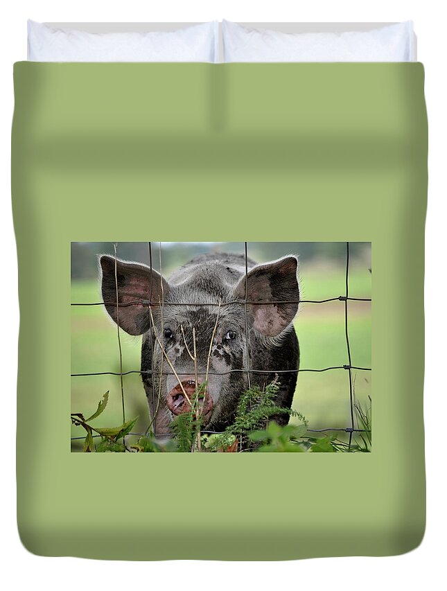 Little Pig Duvet Cover featuring the photograph PIG by Marysue Ryan