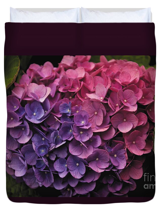 Flower Duvet Cover featuring the photograph Pink and Blue Hydrangea by William Norton