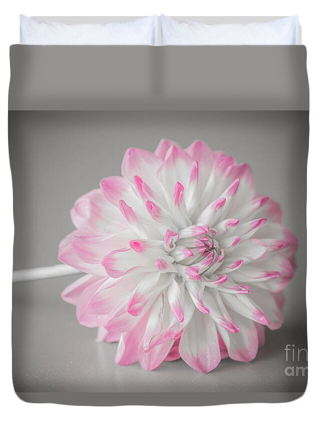 Flower Duvet Cover featuring the photograph Pink Dahlia by Amanda Mohler