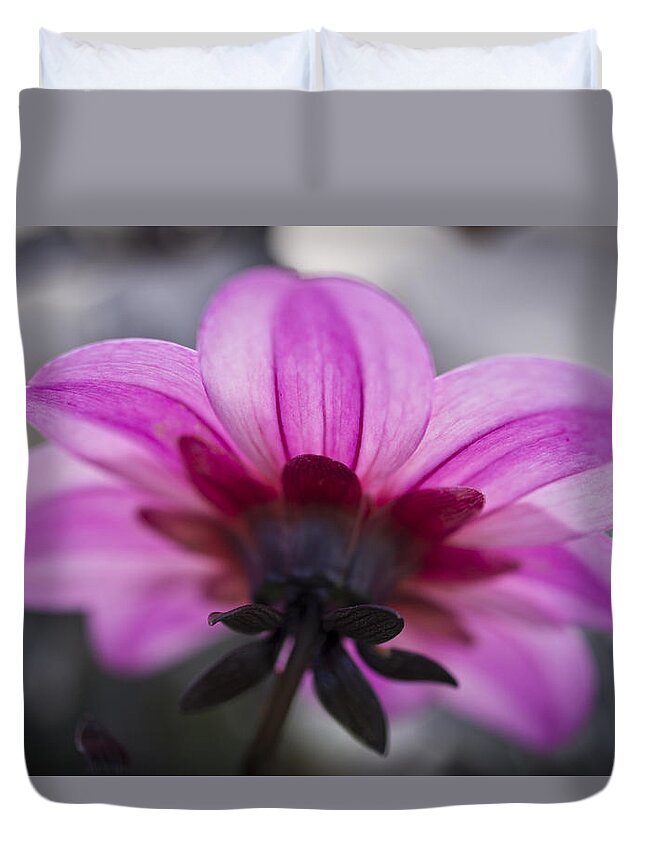 Dahlia Duvet Cover featuring the photograph Pink Dahlia by Priya Ghose