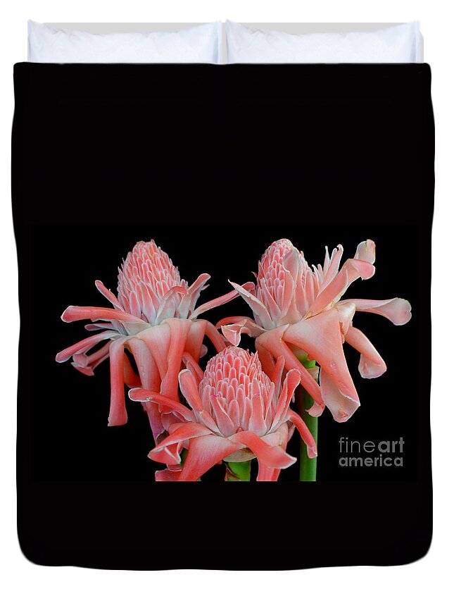 Flowers Duvet Cover featuring the photograph Pink Torch Ginger Trio on Black by Mary Deal