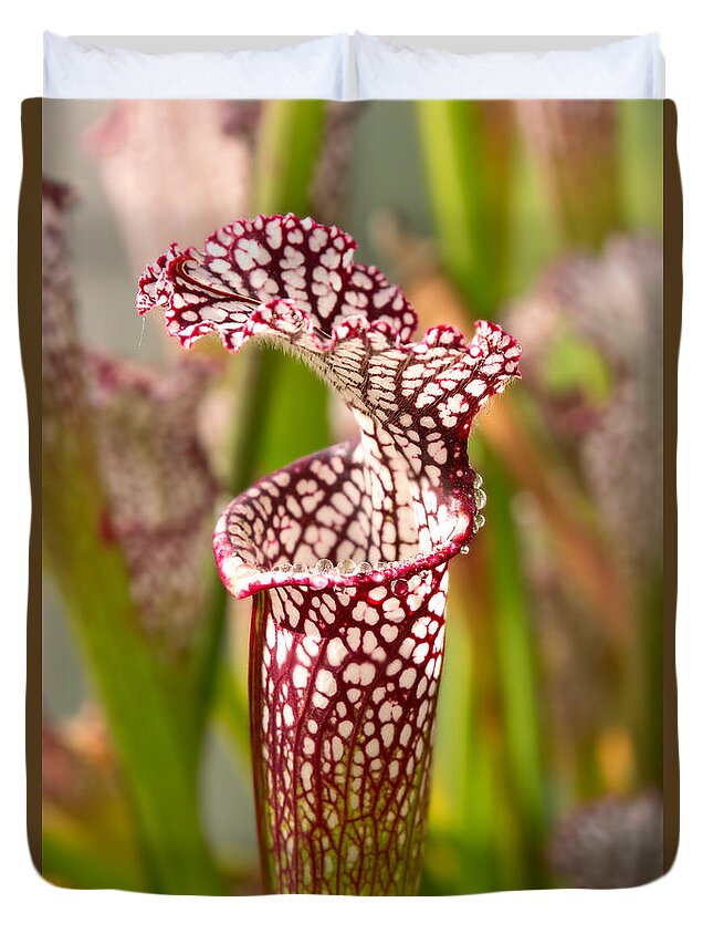 Pitcher Plant Duvet Cover featuring the photograph Plant - Pretty as a pitcher plant by Mike Savad