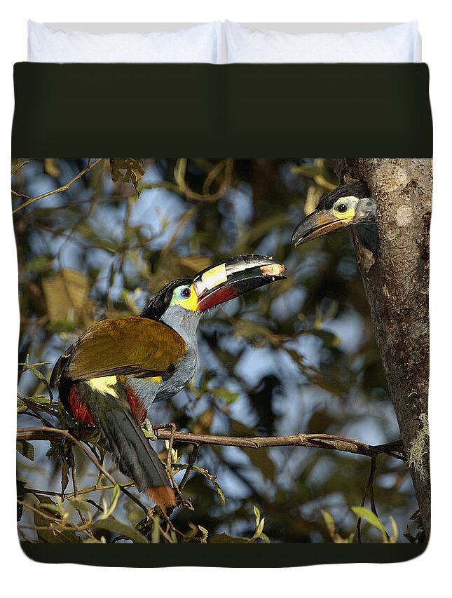 Feb0514 Duvet Cover featuring the photograph Plate-billed Mountain Toucan Feeding by Pete Oxford