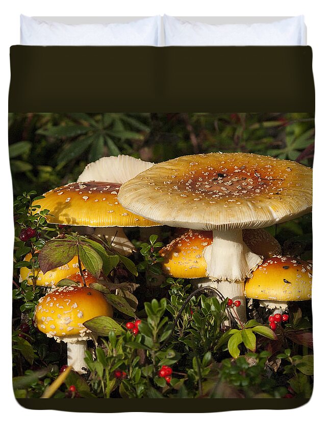 530802 Duvet Cover featuring the photograph Poisonous Fly Agaric Mushrooms Yukon by Michael Quinton