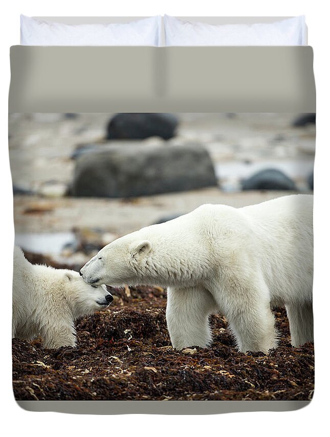 Polar Bear And Cub By Hudson Bay Duvet Cover For Sale By Worldfoto