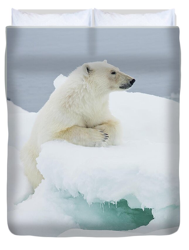 Svalbard Islands Duvet Cover featuring the photograph Polar Bear On Ice Pack High Arctic by Darrell Gulin