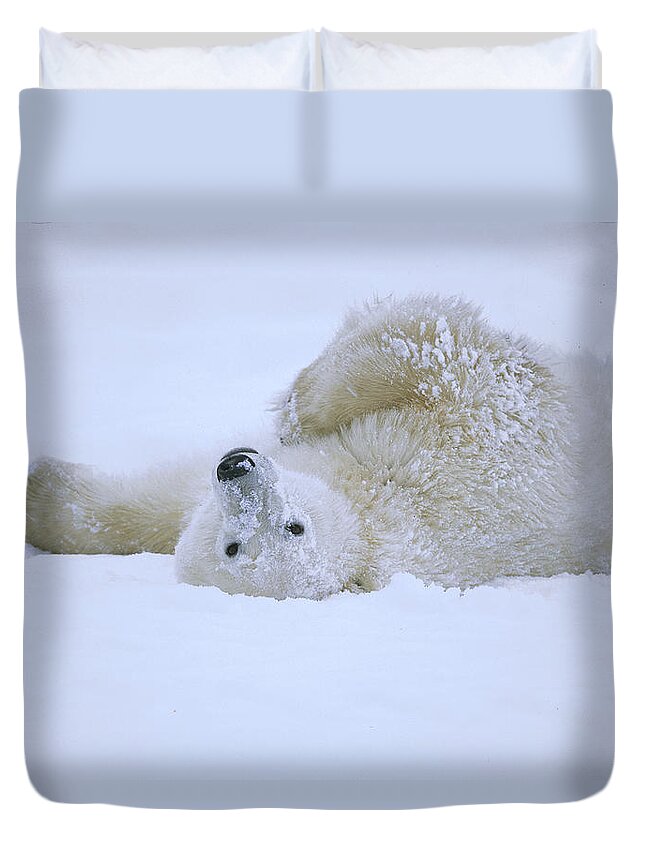 Feb0514 Duvet Cover featuring the photograph Polar Bear Rolling In Snow Hudson Bay by Konrad Wothe