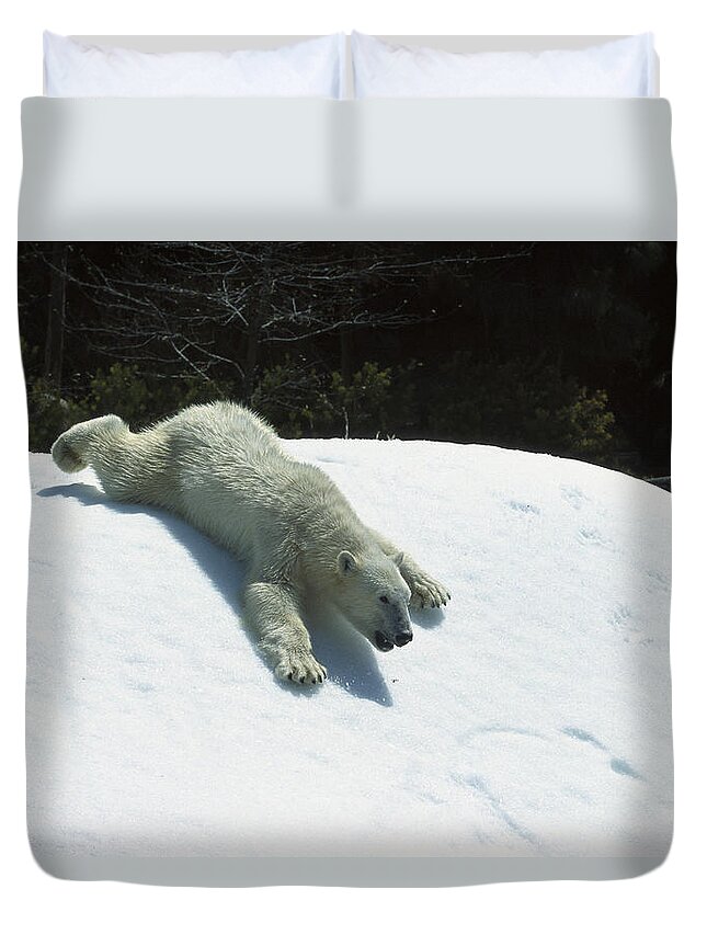 Feb0514 Duvet Cover featuring the photograph Polar Bear Sliding Down Snow Bank by San Diego Zoo