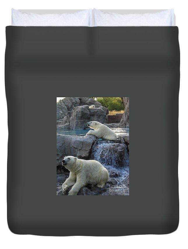 Bears Duvet Cover featuring the photograph Polar bears by Steven Ralser