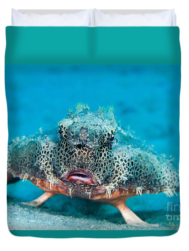 Polka-dot Batfish Duvet Cover featuring the photograph Polka-dot Batfish by David Fleetham