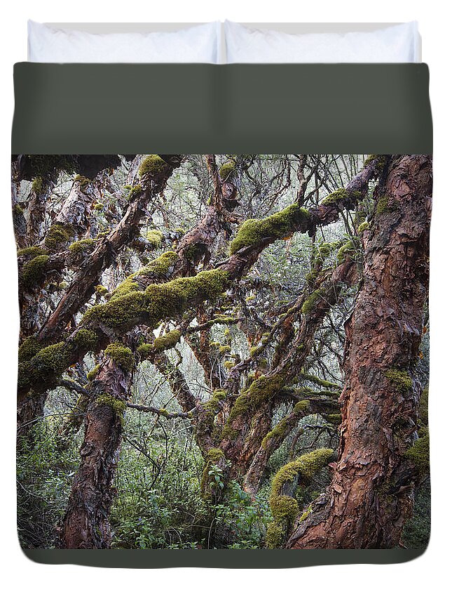 Cyril Ruoso Duvet Cover featuring the photograph Polylepis Forest Cordillera Blanca Peru by Cyril Ruoso