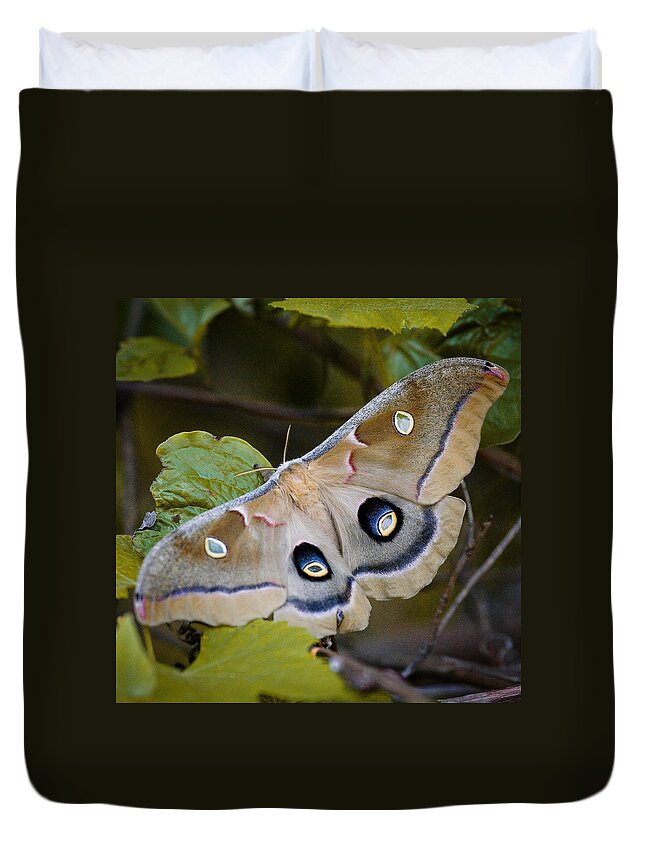 Moth Duvet Cover featuring the photograph Polyphemous Moth on Branch by Michael Dougherty