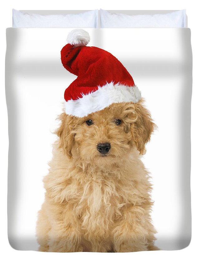 Poodle Duvet Cover featuring the photograph Poodle In Christmas Hat by Jean-Michel Labat