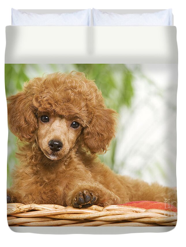 Poodle Duvet Cover featuring the photograph Poodle by Jean-Michel Labat