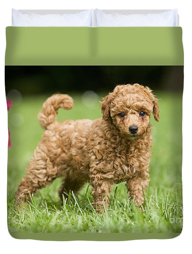 Dog Duvet Cover featuring the photograph Poodle Puppy Dog by Jean-Michel Labat