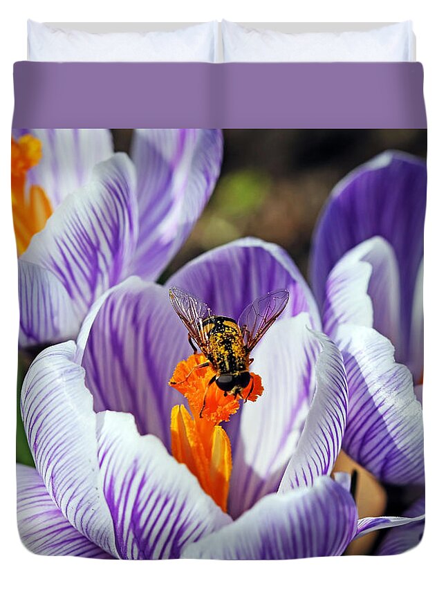 Hover Fly Duvet Cover featuring the photograph Popping Spring Crocus by Debbie Oppermann