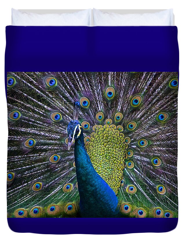 Pavo Duvet Cover featuring the photograph Portrait of a Peacock by Venetia Featherstone-Witty