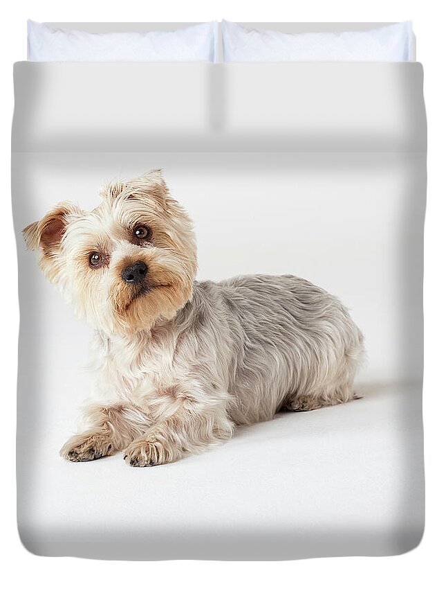 Pets Duvet Cover featuring the photograph Portrait Of Yorkshire Terrier Looking by Compassionate Eye Foundation/david Leahy