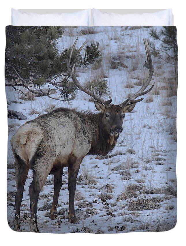 Animal Duvet Cover featuring the photograph Elk Bull In Wind Cave National Park by Steve Triplett