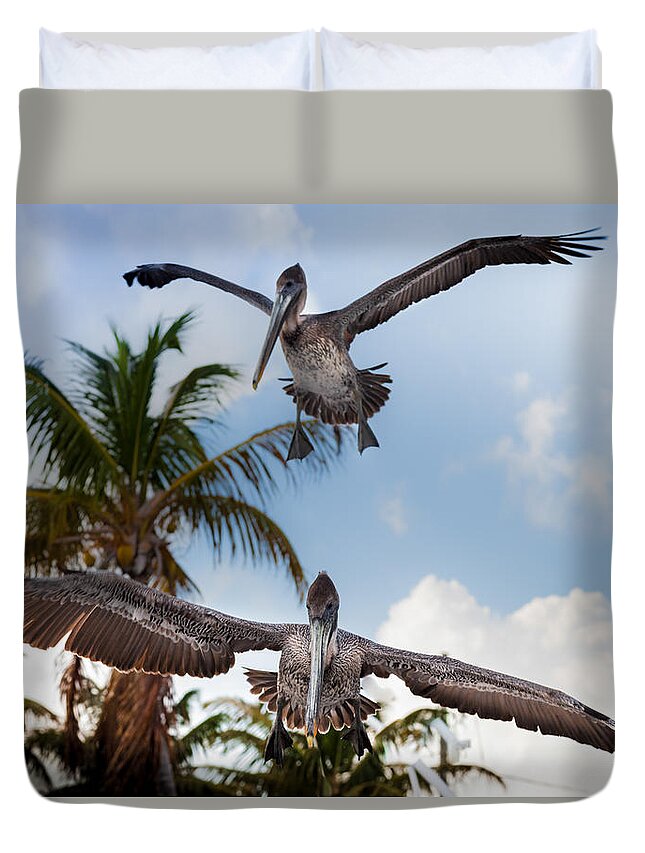 Pelicans Duvet Cover featuring the photograph Practice Makes Perfect by Karen Wiles