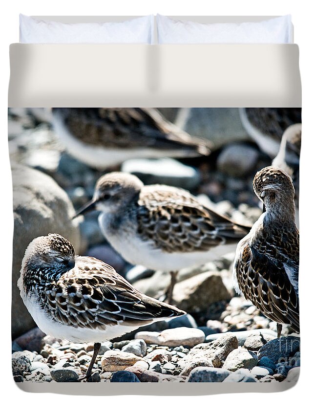  Duvet Cover featuring the photograph Preening and Sleeping by Cheryl Baxter