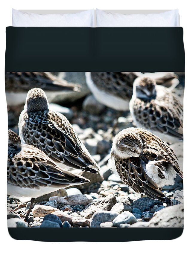  Duvet Cover featuring the photograph Preening Shorebird by Cheryl Baxter