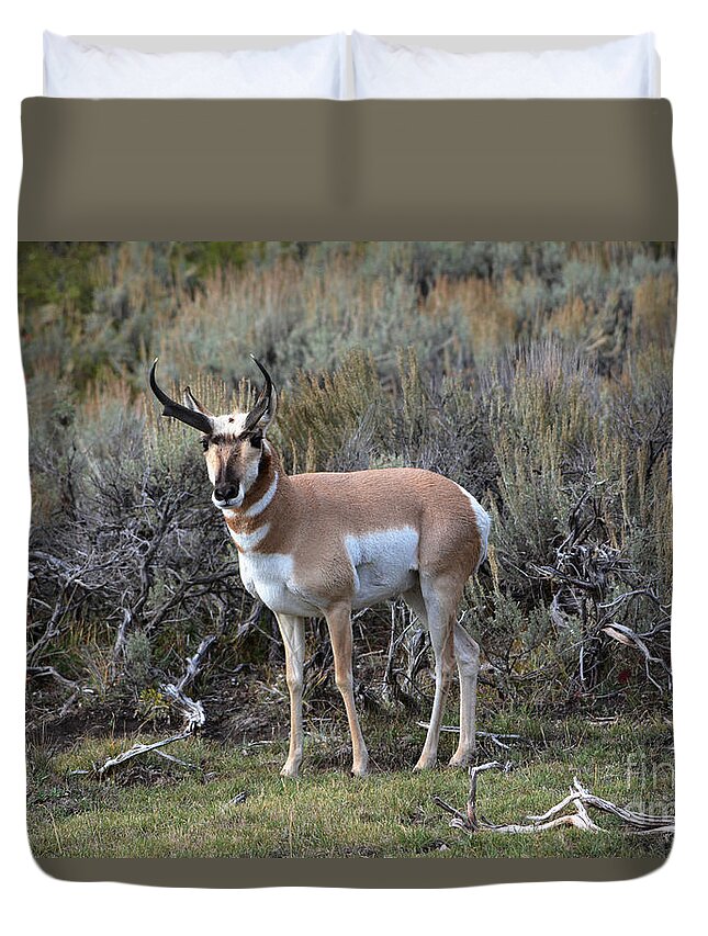 Pronghorn Duvet Cover featuring the photograph Pronghorn by John Greco