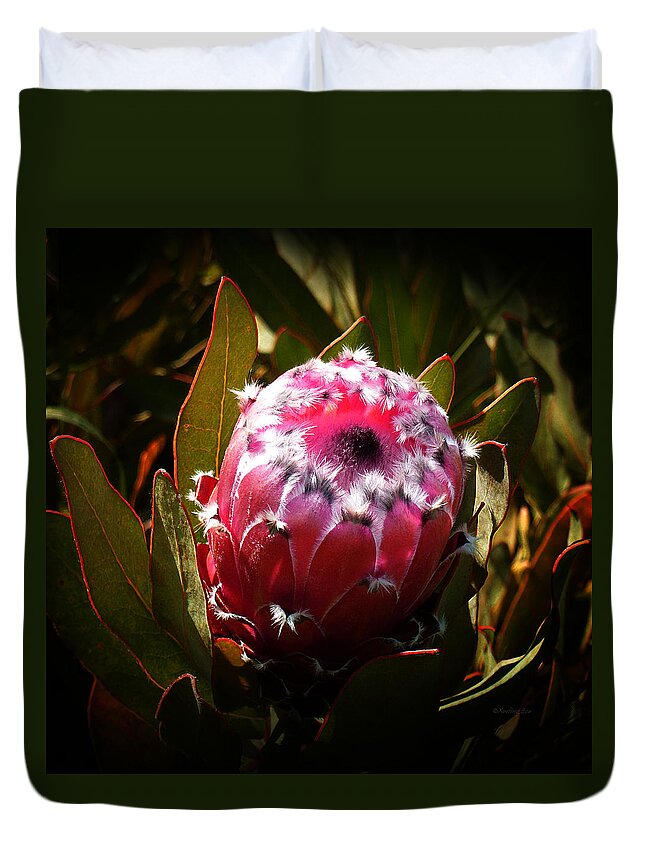 Protea Duvet Cover featuring the photograph Protea Flower 7 by Xueling Zou