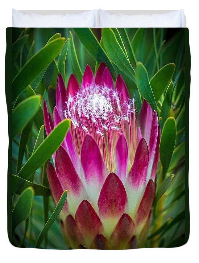 Botanical Garden Duvet Cover featuring the photograph Protea in Pink by Kate Brown
