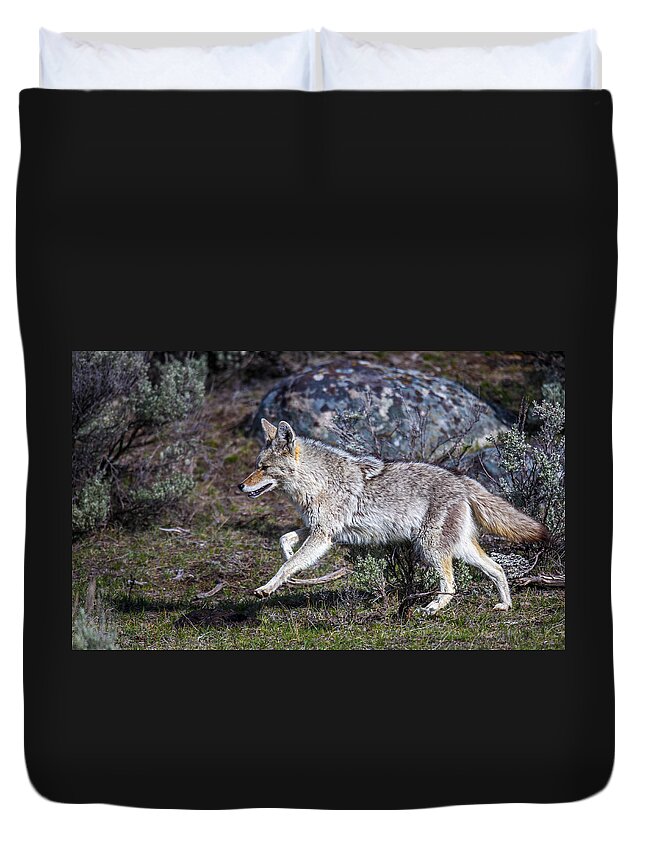 Big Horn Sheep Duvet Cover featuring the photograph Protectors by Kevin Dietrich
