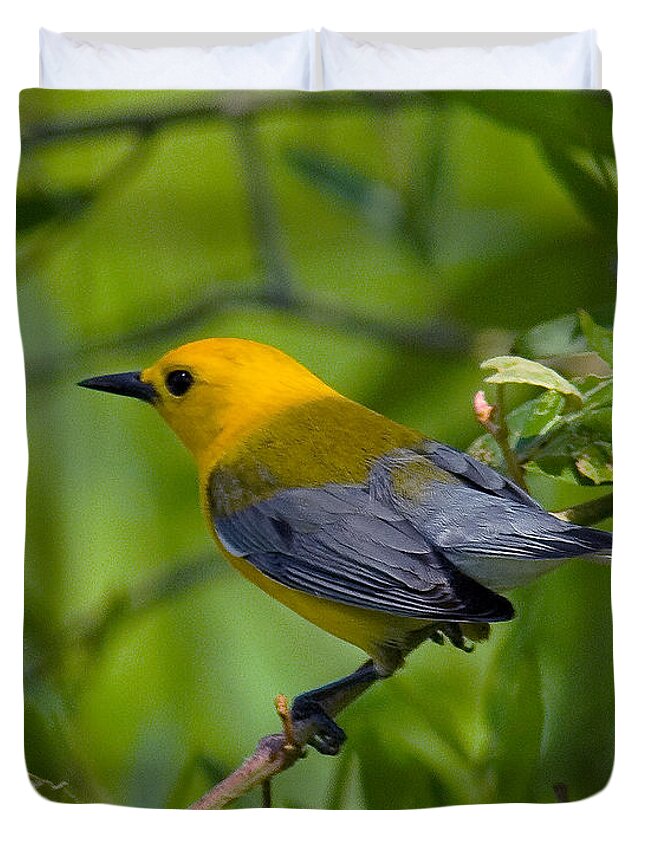 Nature Duvet Cover featuring the photograph Prothonotary Warble DSB071 by Gerry Gantt