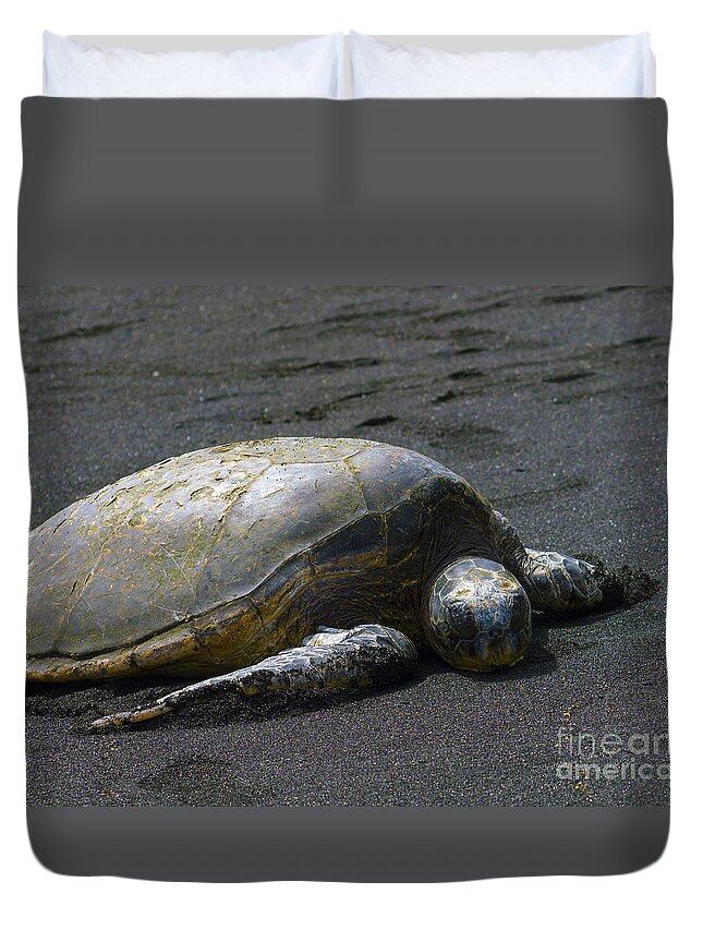 Fine Art Print Duvet Cover featuring the photograph Punaluu Turtle by Patricia Griffin Brett