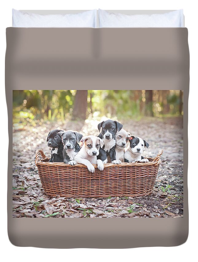 Puppies In Wooden Basket by Hillary Kladke