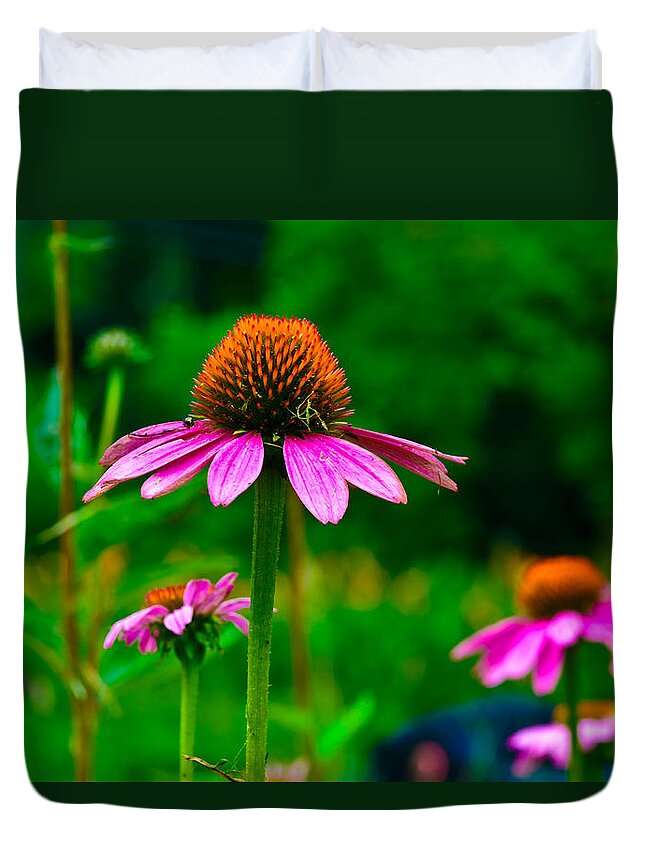 Flowers/plants Duvet Cover featuring the photograph Purple Coneflower by Louis Dallara