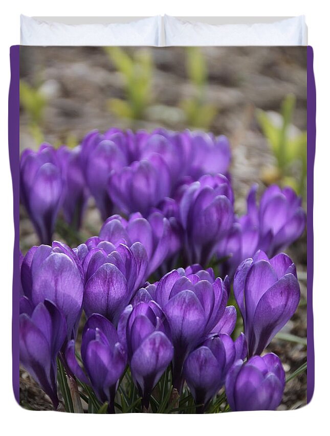 Springtime Duvet Cover featuring the photograph Purple crocus Flowers by Valerie Collins