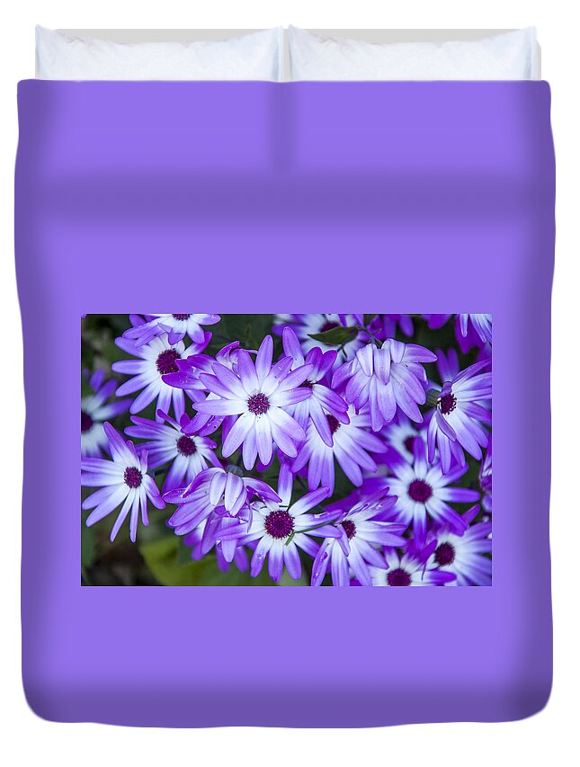 Daisies Duvet Cover featuring the photograph Purple Daisies by Cathy Kovarik