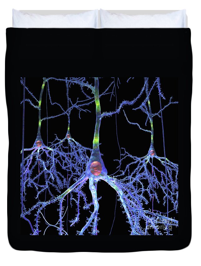 Anatomical Duvet Cover featuring the digital art Pyramidal Cells from Brain by Russell Kightley
