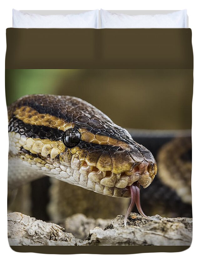 Animal Duvet Cover featuring the photograph Python Head by Mike RaaBurmese Pythonbe