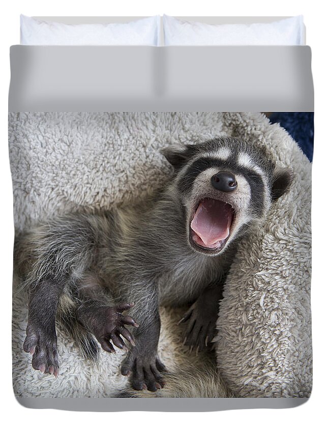 536504 Duvet Cover featuring the photograph Raccoon Orphan Wildcare California by Suzi Eszterhas