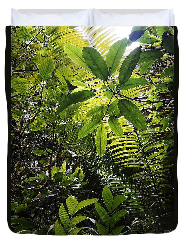 Feb0514 Duvet Cover featuring the photograph Rainforest Interior Costa Rica by Hiroya Minakuchi