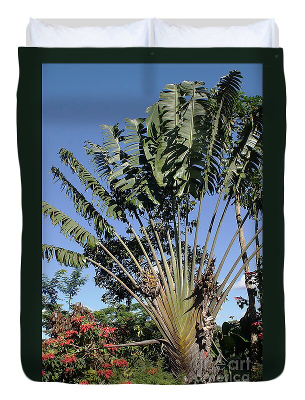 Africa Duvet Cover featuring the photograph Ravenala palm tree Madagascar by Rudi Prott