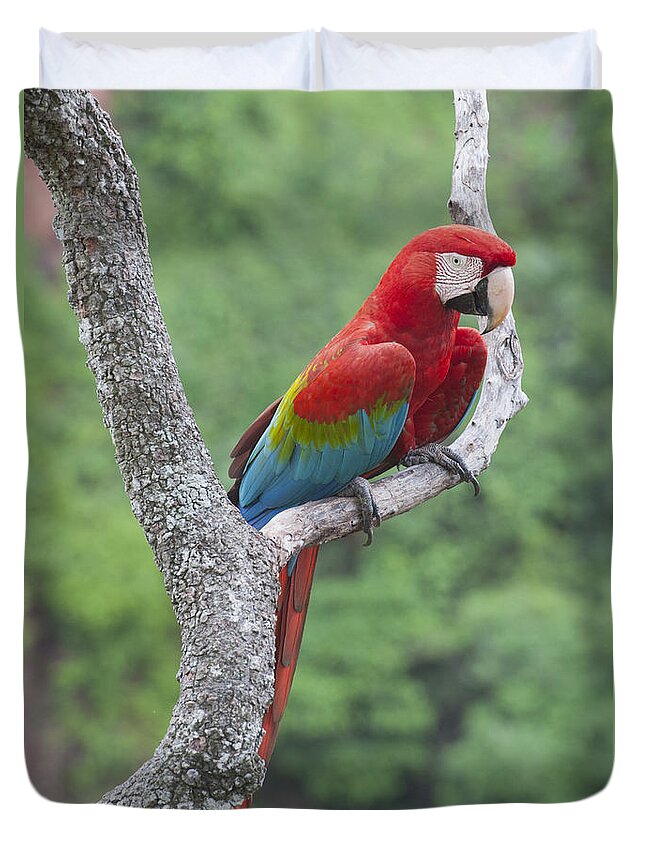 Feb0514 Duvet Cover featuring the photograph Red And Green Macaw Pantanal Brazil by Kevin Schafer