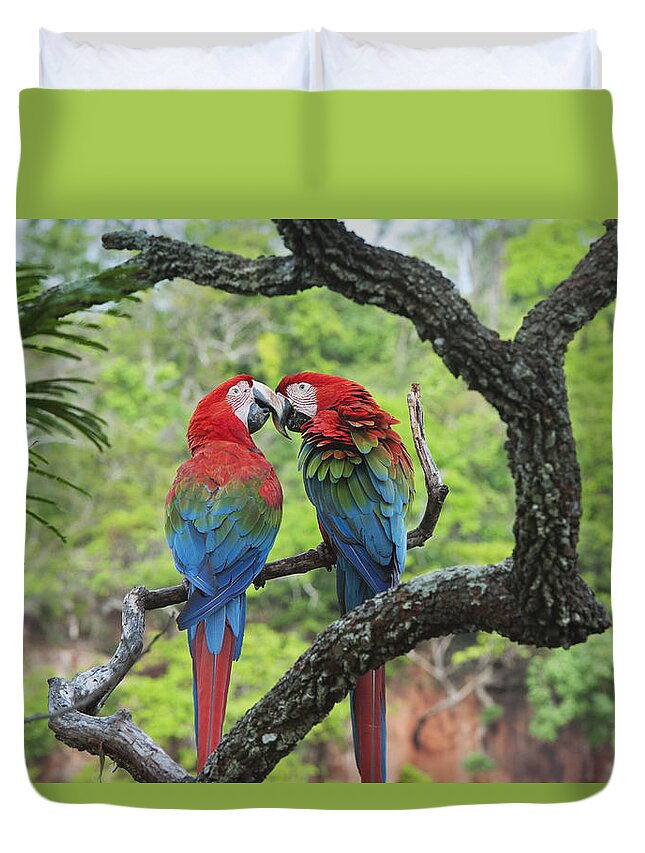 Feb0514 Duvet Cover featuring the photograph Red And Green Macaws Courting Brazil by Kevin Schafer